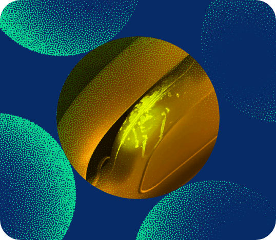 Spores