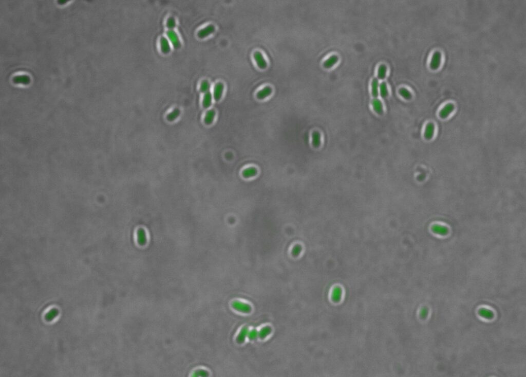 Our Approach | How LIV Process Detects C. diff